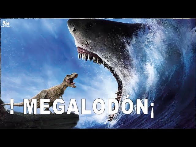 Vídeo relacionado con Megalodón: La historia del depredador más grande que ha existido (geoPlaneta Ciencia)