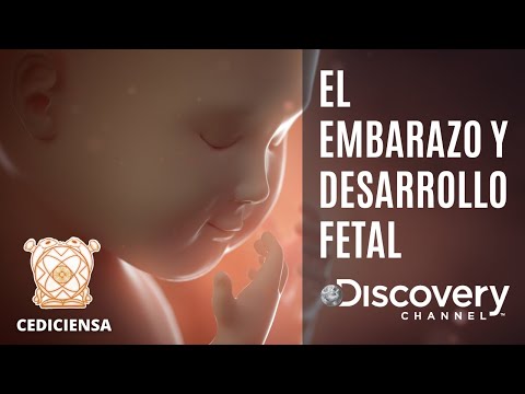 Embarazo | Documental Completo Discovery