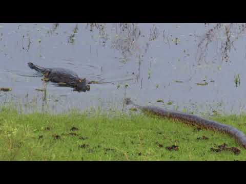 Anaconda meets Caiman, Ibera