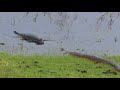 Anaconda Meets Caiman Ibera