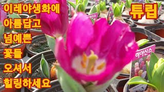 Download lagu 638회. 이레야생화에 아름다운 꽃과 야생화꽃들. mp3