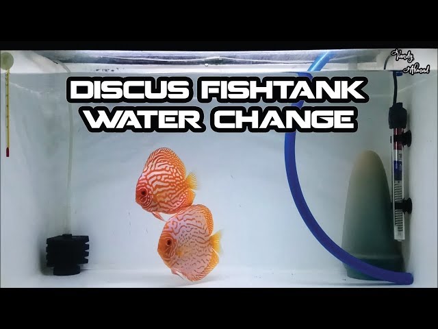 Cara Menguras Aquarium Ikan Discus