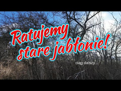 Saving old apple trees #5