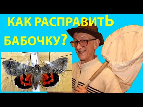 Как Расправить Правильно Бабочку Для Коллекции? Коллекция Насекомых. #насекомые