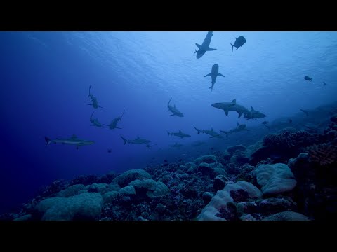 Republic of the Marshall Islands (2025) | Pristine Seas | National Geographic Society