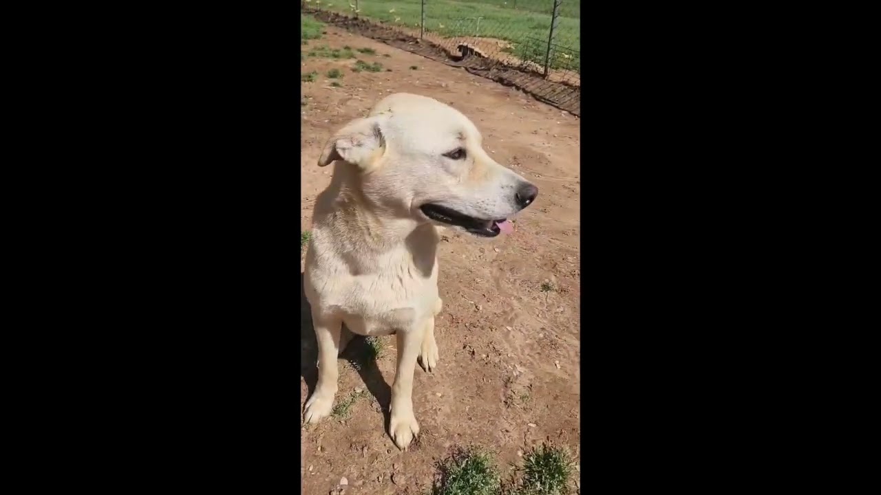 Enlarge Buddy Brightside, an adopted mixed breed in Woburn, MA video 6/6
