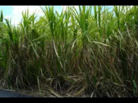 Dario Lascie - Sa Ki Nou Sega -  Mo Girl.mpg