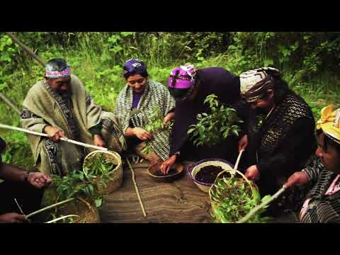 2023 discover Maqui Berry