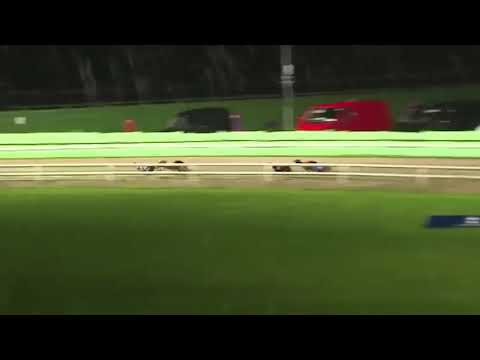 Newinn Session - Star Sports & ARC Greyhound Derby   Heat 16