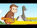 Curious George George Helps The Ducks Kids Cartoon Kids Movies Videos For Kids
