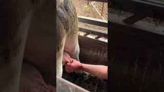 Cordless Drill Castration, The Henderson Revolution (Pardon the Pun)