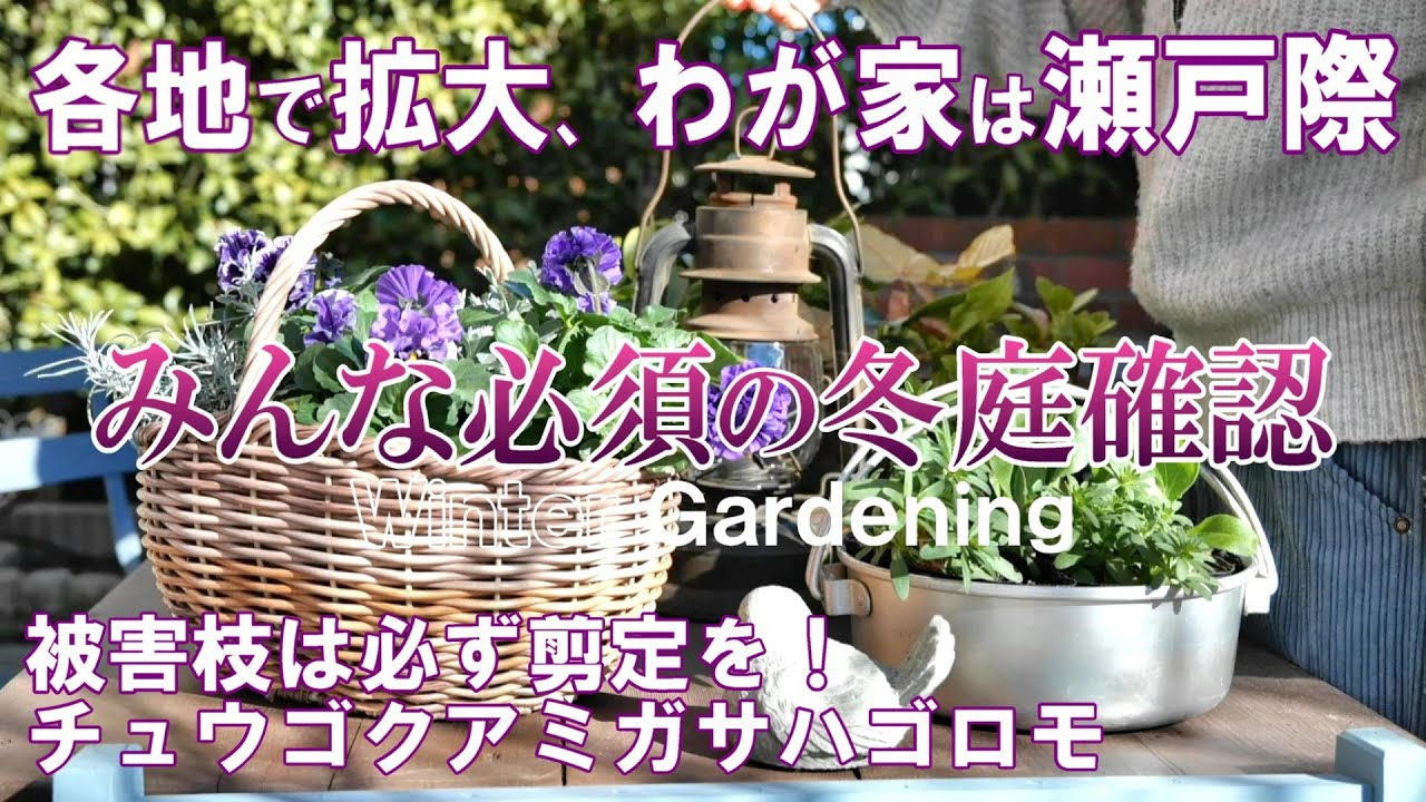 【大ピンチ！チェック必須の冬作業】大被害の庭｜チュウゴクアミガサハゴロモ｜大人カラーの刺繍｜ガーデニング