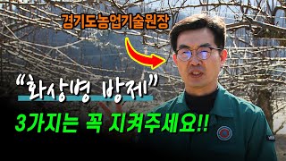 화상병 방제! 3가지는 꼭 지켜주세요 (feat. 경기도농업기술원장)