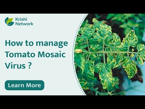 , title : 'Tomato Mosaic Virus (Symptoms and Management) | Mosaic Virus | Krishi Network'