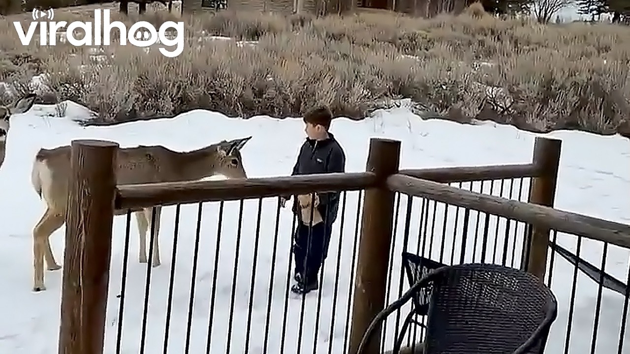 Mule Deer Approach Boy For Breakfast Nibbles || ViralHog