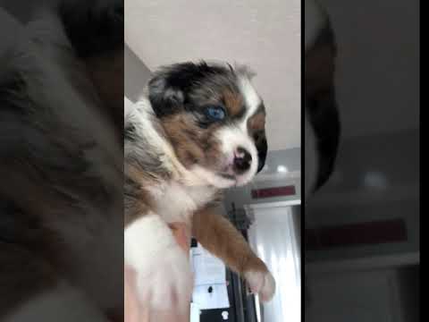 Juno Blue Eyed Blue Merle