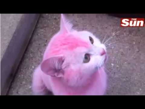 Pink Cat - Hair Dye