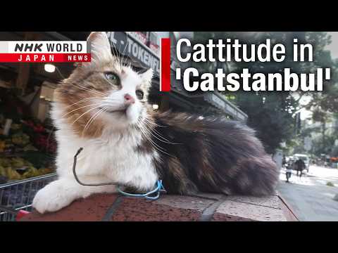 Istanbul’s beloved street catsーNHK WORLD-JAPAN NEWS