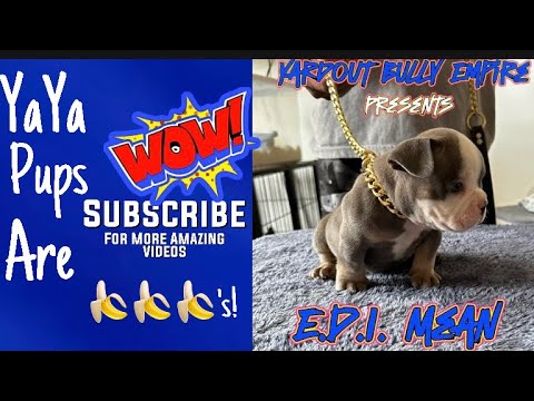 5 week pupdate with the Flawle$$ 💯🫡