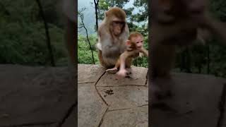 Monkey Funny Video #shorts
