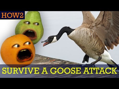 HOW2：如何在鵝群襲擊中生存! (HOW2: How to Survive a Goose Attack!)