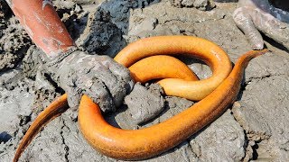 Download lagu Dry Season Eel Hunting | Boy Going to Catch Big Yellow Eel Fish mp3