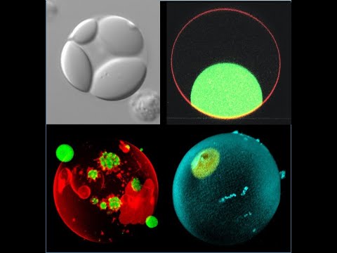Rumiana Dimova: Membrane remodeling in artificial cells: when a membrane meets a drop