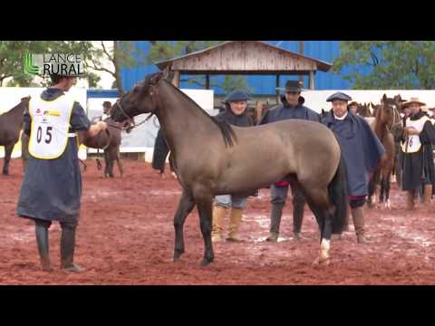 Campo Grande/MS - Etapa Morfológica (Fêmeas) - Classificatória ao Freio de Ouro 2019