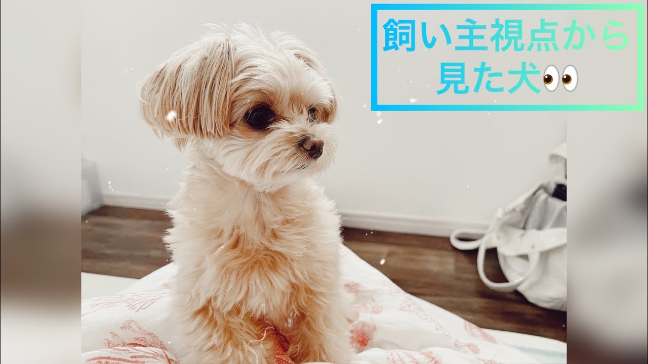 飼い主視点から見た犬👀