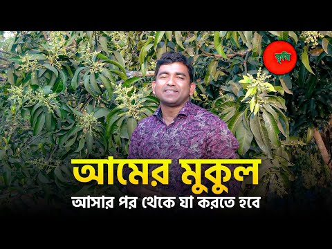 আমের মুকুল আসার পর থেকে যা করতে হবে