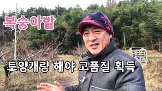 복숭아재배 토양개량 해야하는 이유와 방법