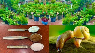 3 Magical Homemade Remedies To Control Slugs And Snails In Your Garden