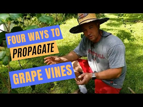 How to Propagate Grape Vines | Four Easy Methods | Plus a best kept secret!
