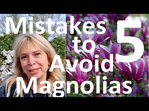 Avoid These 5 Five Mistakes When Growing and Planting Magnolias