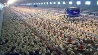 preview picture of video 'Producción industrial de carne, en la mira | Hecho en Alemania'