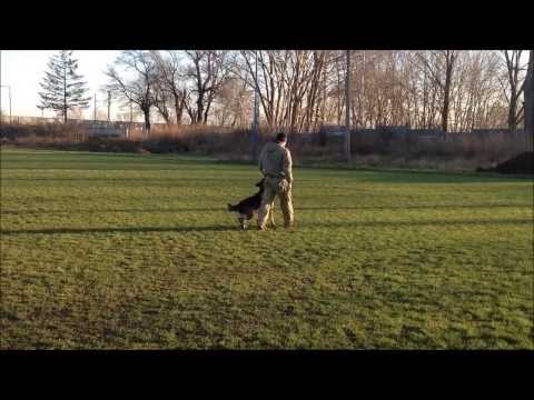 Gerro z údolí Úpy - obedience and defence