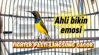 Download lagu PANCINGAN SOGON AGAR EMOSI KELUAR || SOGON FIGHTER PASTI LANGSUNG GACOR#sogon #sogongacor  mp3