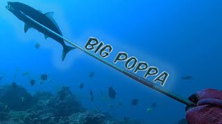3 Prong Sesh - Fatty in the Deep End - Spearfishing Hawaii