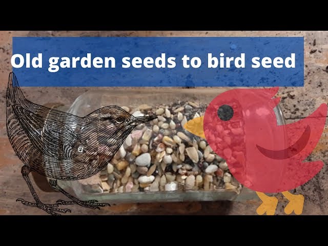 Will birds eat sprouted seeds?