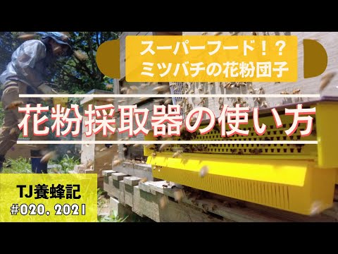 , title : 'ミツバチの花粉団子を採取する方法 7月 (Pollen Trapping, how and why?)'