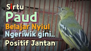 Download lagu Sirtu Paud belajar Nyiul, positif Jantan mp3