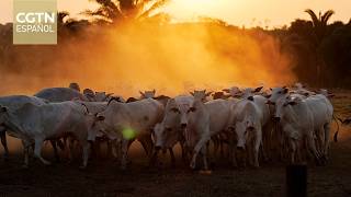 La subida de los precios del diésel encarece los costes de exportación de carne en Brasil