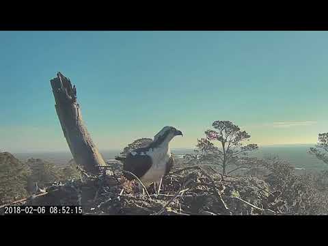 Osprey Brings Stick To Savannah Nest (Fixed Cam View) – Feb 6, 2018