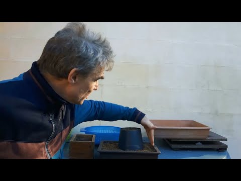 Royal oak on the rocks bonsai 1