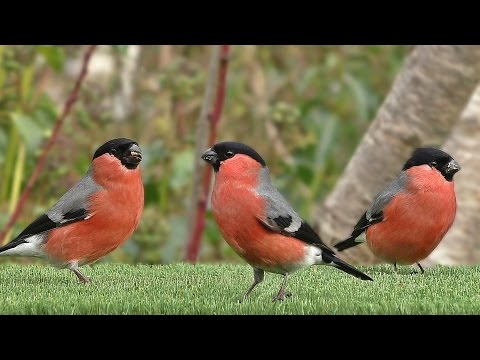 Oiseaux de Jardin - Garden Birds - Hagefugler - Gartenvögel - Tuinvogels - Trädgårdsfåglar