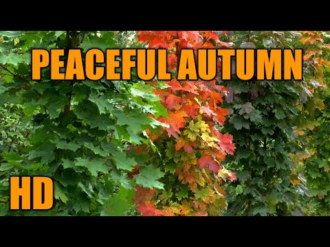 EP161: (HD) AUTUMN NATURE | FREE STOCK FOOTAGE | FREE HD VIDEOS | NO COPYRIGHT | @ Michels Official