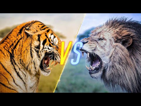 Tiger VS Lion