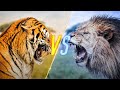 Tiger VS Lion