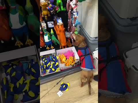 CĂUTĂM ADVENT CALENDAR PT ROȘCATĂ🐾-AMINTIRE #vlog #couple #denisavorbeste #românia #reels #shorts