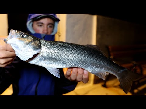 Brancini i ušate na ultralight - ribolov površincima i pod javnom rasvjetom